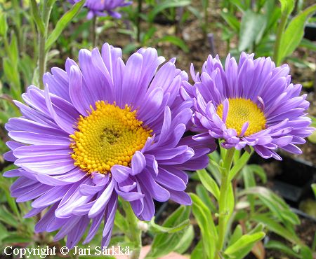 Aster alpinus 'Dunkle Schne', alppiasteri